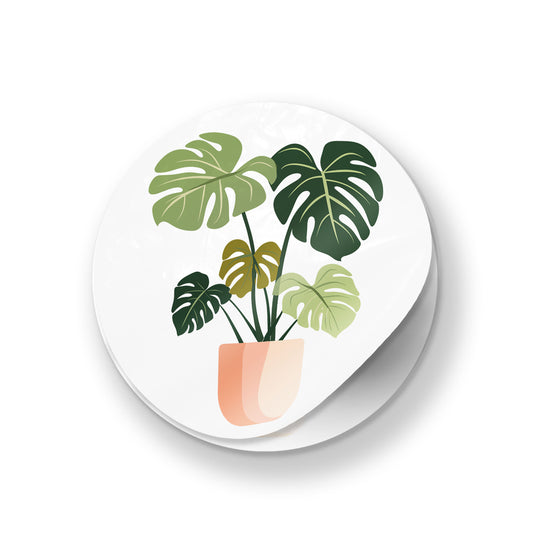Monstera Potted